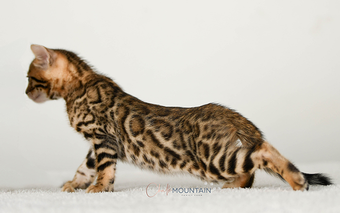 Bengal kitten for sale